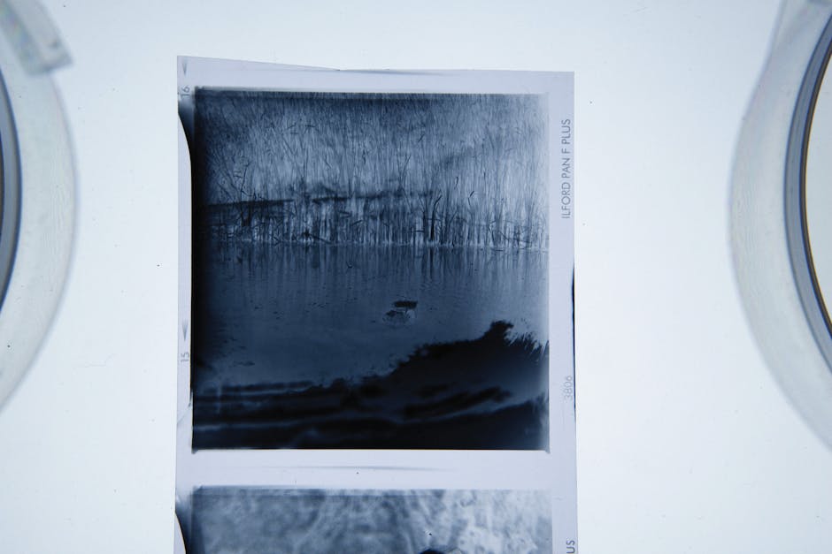 A black and white photographic slide showing a natural landscape scene with a body of water in the foreground, reflecting the trees and sky above. The trees are tall and leafless, with their branches reaching upward, creating a textured silhouette against the sky. In the background, a line of trees runs horizontally across the image, and their reflections are visible in the calm water surface. The slide is positioned on a white surface with partial, rounded edges of a transparent container or device visible on either side, suggesting it may be part of a collection or storage system. The scene appears tranquil and natural, with subtle lighting emphasizing the contrast between the dark water and lighter sky, aligning with themes of preservation or independent collection of photographs related to outdoor environments and environmental features in the context of waste management or clearance services provided by House Clearance Ilford.